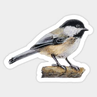 Chickadee Drawing 4 (no background) Sticker